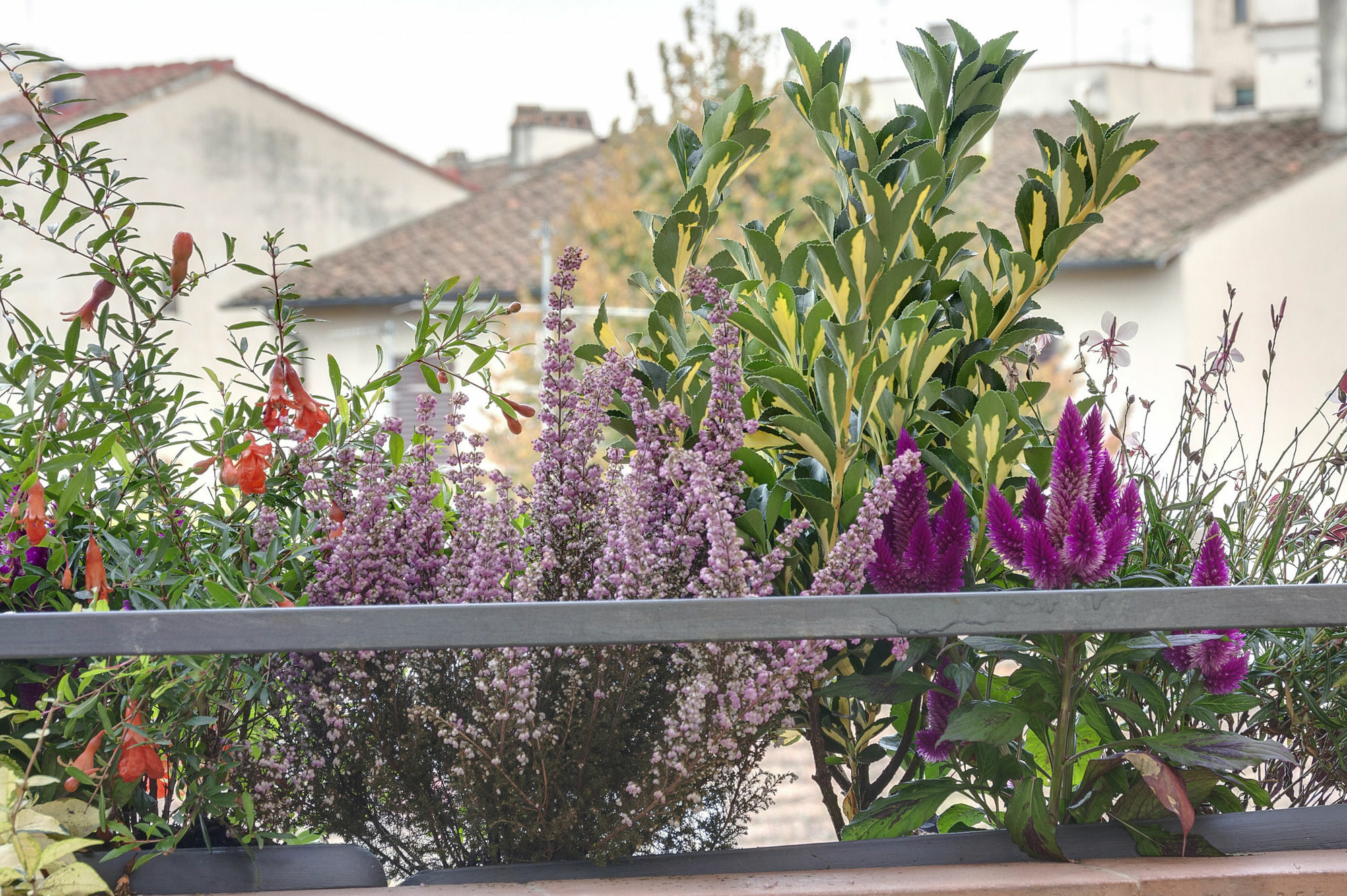 Dolce Florencia